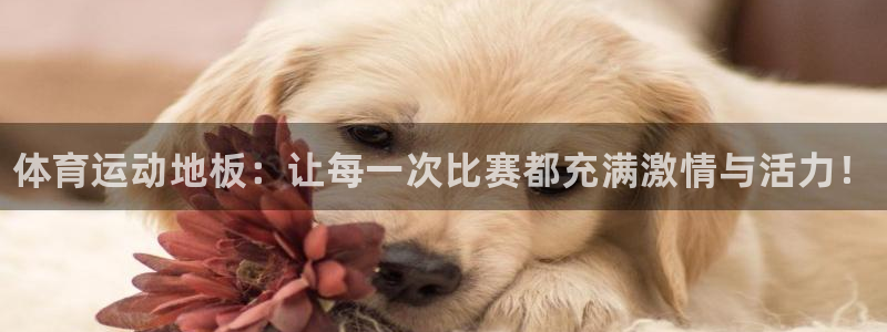 海南尊龙官网下载：体育运动地板：让每一次比赛都充满激